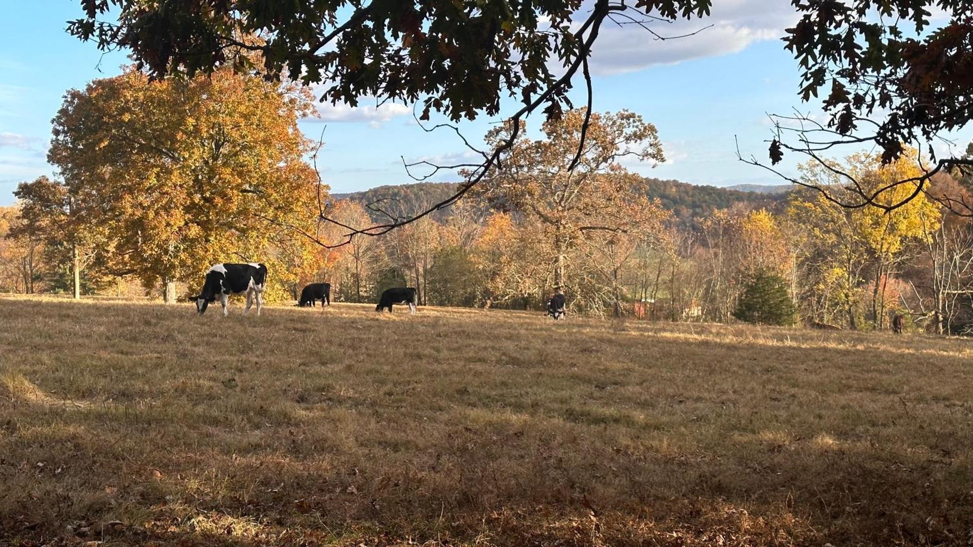 Appalachian Mountain Cabin-Updated-Private-Rafting On Ocoee River-Hiking-Waterfalls-Wifi-Pets Ok Murphy Exteriör bild